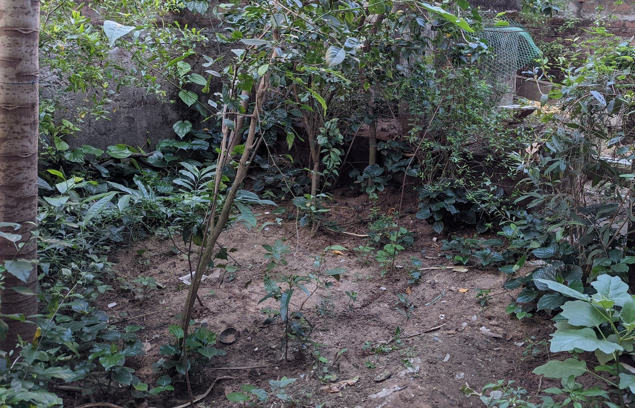 My backyard overgrown with plants before digging